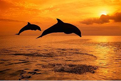 模拟建造《海岛之魂》10月19日登陆主机 打造海岛